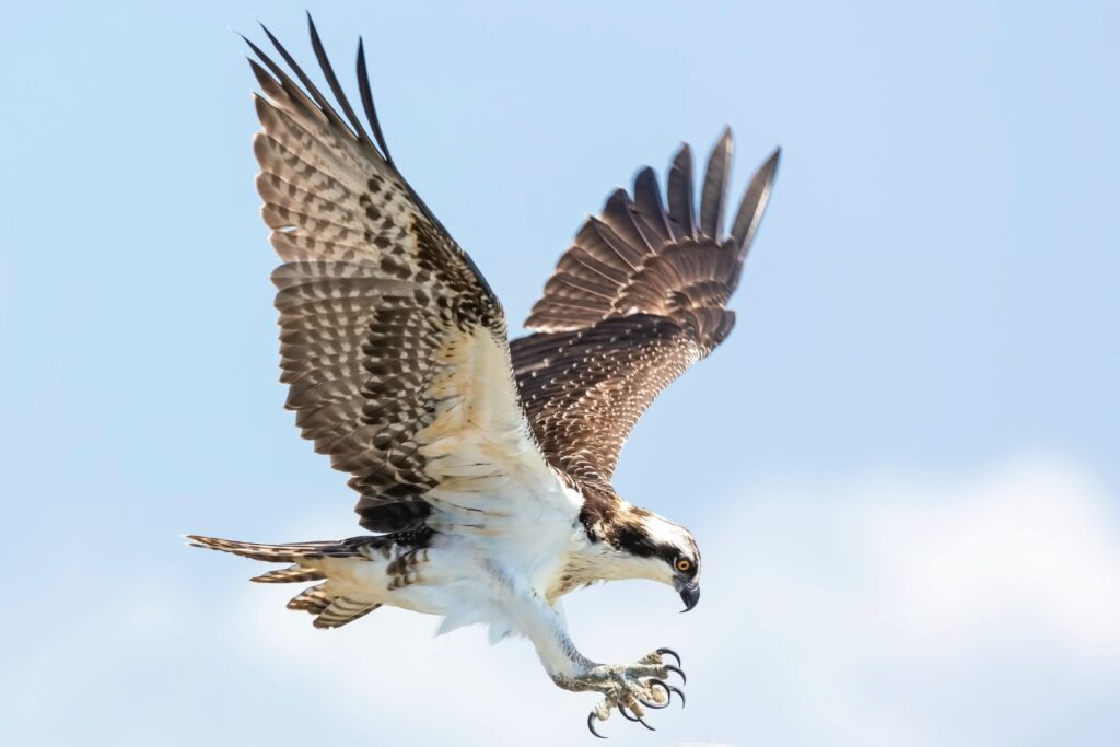 Large Osprey Bird coming in to land