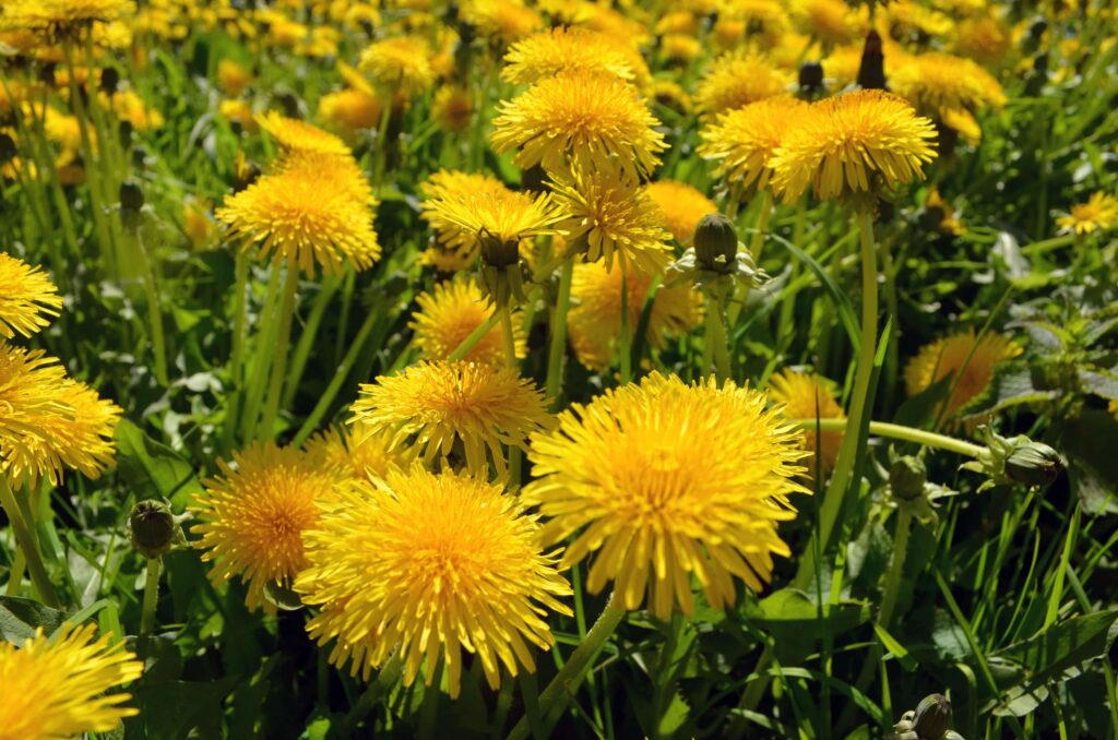 A field of yellow blooming dandelions