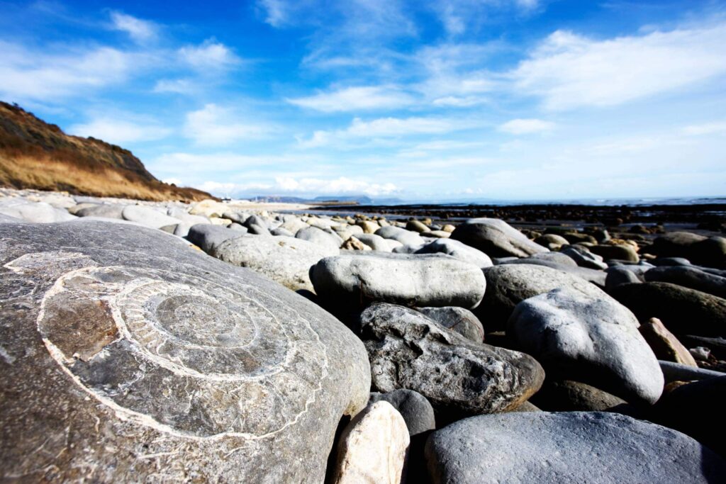 Large fossil on a beach whilst fossil hunting in Lyme Regis