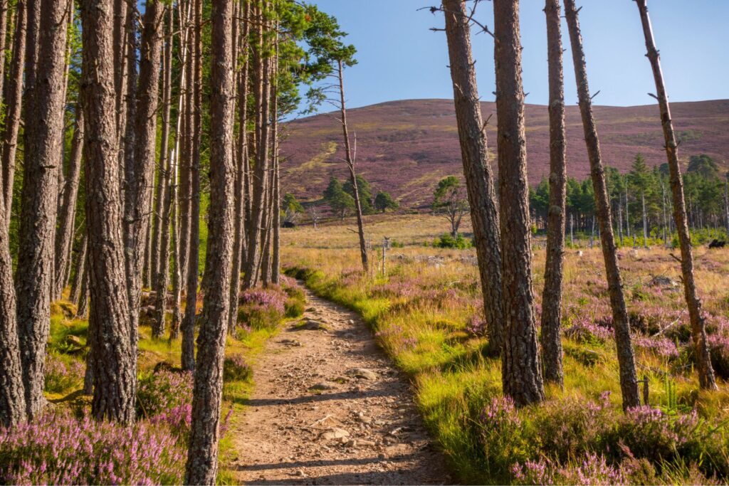A forest in the Cairngorms with a hill in the background