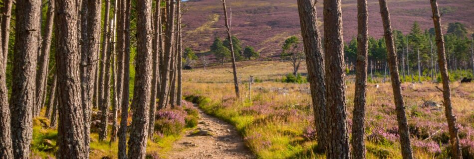 A forest in the Cairngorms with a hill in the background