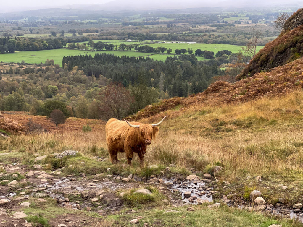An iconic Highland cow in the Highland of Scotland
