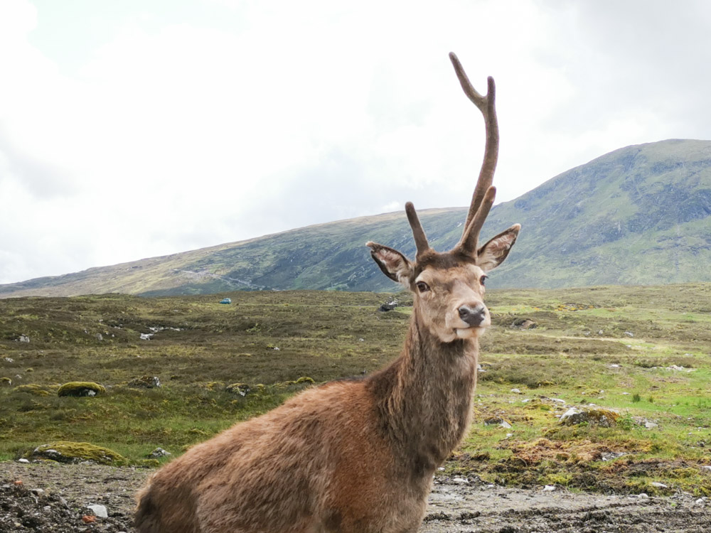 A deer with one antler spotted in Kingshouse, Scotland.