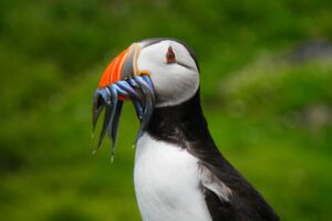 UK sand eel fishing ban in debate in EU courts