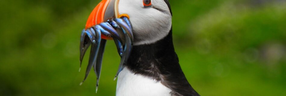 UK sand eel fishing ban in debate in EU courts