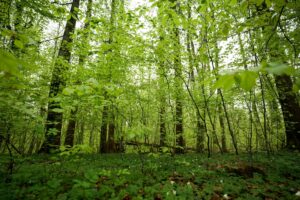 Young woodland