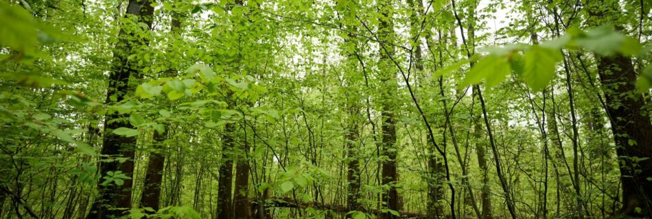 Young woodland